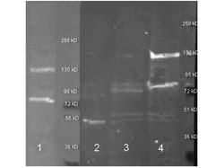 Adenosine Deaminase Polyclonal Antibody, Biotin, Rockland:Antibodies:Primary