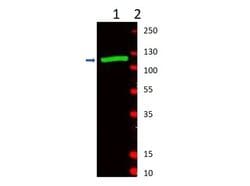 beta Galactosidase Polyclonal Antibody, Rockland 25 &mu;L; Unconjugated:Antibodies,