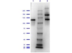 beta Galactosidase Polyclonal Antibody, Rockland 25 &mu;L; Unconjugated:Antibodies,