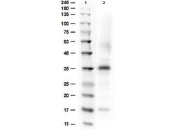 Arginase Polyclonal Antibody, Rockland 100 &mu;g; Unconjugated:Antibodies,