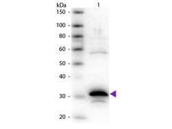 Carboxypeptidase A Polyclonal Antibody, Rockland 25 &mu;L; Unconjugated:Antibodies,