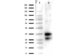 Deoxyribonuclease I Polyclonal Antibody, Rockland 100 &mu;g; Unconjugated:Antibodies,