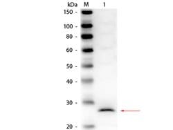 Elastase Polyclonal Antibody, Rockland 100 &mu;g; Unconjugated:Antibodies,