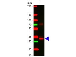 L-AsparaginaseRabbit anti-Bacteria, Polyclonal, Rockland 100 &mu;g; Unconjugated:Antibodies,
