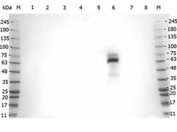 Myeloperoxidase Polyclonal Antibody, Rockland 500 &mu;g; Unconjugated:Antibodies,