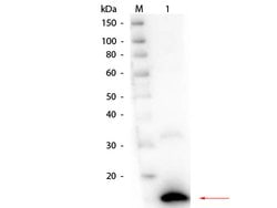 Ribonuclease A Polyclonal Antibody, Rockland 100 &mu;g; Unconjugated:Antibodies,