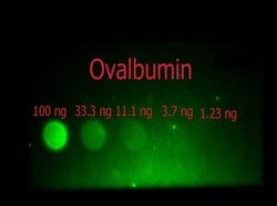 Ovalbumin Polyclonal Antibody, FITC, Rockland 100 &mu;g; FITC:Antibodies,