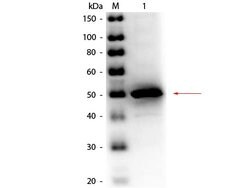 Alkaline Phosphatase Polyclonal Antibody, HRP, Rockland:Antibodies:Primary