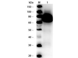 Glucose Oxidase Polyclonal Antibody, HRP, Rockland:Antibodies:Primary Antibodies