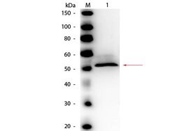 Hexokinase Polyclonal Antibody, HRP, Rockland 25 μL; HRP:Antibodies,
