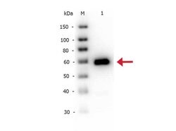 Alkaline Phosphatase Polyclonal Antibody, Biotin, Rockland 100 &mu;g; Biotin:Antibodies,