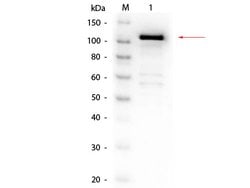 beta Galactosidase Polyclonal Antibody, Biotin, Rockland:Antibodies:Primary