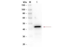 Alcohol Dehydrogenase Polyclonal Antibody, Biotin, Rockland:Antibodies:Primary