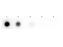beta Amylase Polyclonal Antibody, Biotin, Rockland 25 &mu;L; Biotin:Antibodies,