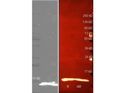 Lysozyme Polyclonal Antibody, Biotin, Rockland:Antibodies:Primary Antibodies
