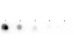 Penicillinase Polyclonal Antibody, Biotin, Rockland 25 &mu;L; Biotin:Antibodies,