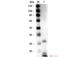 Ribonuclease A Polyclonal Antibody, Biotin, Rockland:Antibodies:Primary