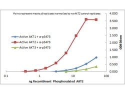 AKT2 Monoclonal Antibody (11F6.B2), Rockland:Antibodies:Primary Antibodies