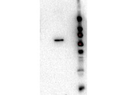 AKT2 Monoclonal Antibody (11F6.B2), Rockland:Antibodies:Primary Antibodies