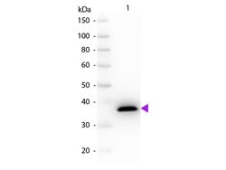 Malate Dehydrogenase Polyclonal Antibody, Rockland:Antibodies:Primary Antibodies