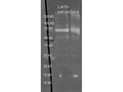 Lactoperoxidase Polyclonal Antibody, Rockland:Antibodies:Primary Antibodies