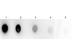 Glucose Oxidase Polyclonal Antibody, HRP, Rockland:Antibodies:Primary Antibodies
