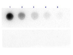 beta Galactosidase Polyclonal Antibody, Rockland 100 &mu;g; Unconjugated:Antibodies,