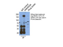 ANKRD26 Rabbit anti-Human, Polyclonal, Proteintech 150 &mu;L; Unconjugated:Antibodies,