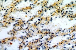 PDZD2 Rabbit anti-Human, Mouse, Rat, Polyclonal, Proteintech 150 &mu;L;