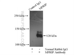 MPRIP Rabbit anti-Human, Mouse, Rat, Polyclonal, Proteintech 150 &mu;L;