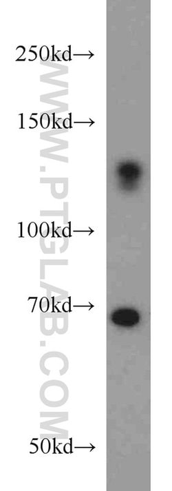 ZC3H4 Rabbit anti-Human, Mouse, Polyclonal, Proteintech 20 &mu;L; Unconjugated:Antibodies,