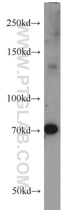ZC3H4 Rabbit anti-Human, Mouse, Polyclonal, Proteintech 20 &mu;L; Unconjugated:Antibodies,