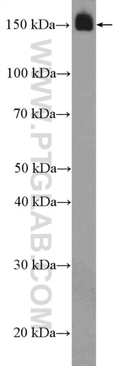 TNS1 Rabbit anti-Human, Mouse, Polyclonal, Proteintech 150 &mu;L; Unconjugated:Antibodies,