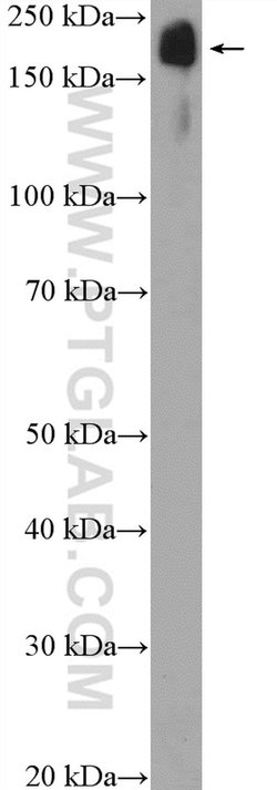 TNS1 Rabbit anti-Human, Mouse, Polyclonal, Proteintech 150 &mu;L; Unconjugated:Antibodies,