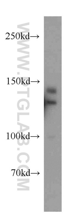 TRERF1 Rabbit anti-Human, Mouse, Polyclonal, Proteintech:Antibodies:Primary