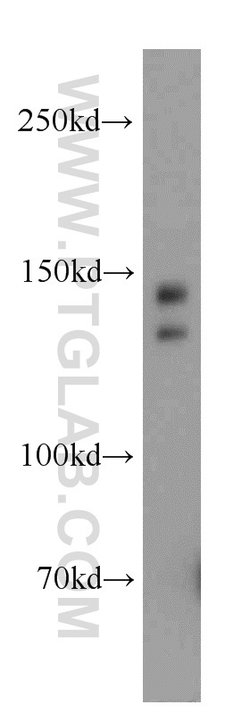 TRERF1 Rabbit anti-Human, Mouse, Polyclonal, Proteintech:Antibodies:Primary
