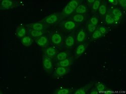 MYSM1 Rabbit anti-Human, Polyclonal, Proteintech 150 &mu;L; Unconjugated:Antibodies,