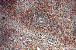 MYSM1 Rabbit anti-Human, Polyclonal, Proteintech 150 &mu;L; Unconjugated:Antibodies,