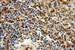 MYSM1 Rabbit anti-Human, Polyclonal, Proteintech 150 &mu;L; Unconjugated:Antibodies,