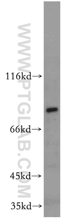 MYSM1 Rabbit anti-Human, Polyclonal, Proteintech 150 &mu;L; Unconjugated:Antibodies,