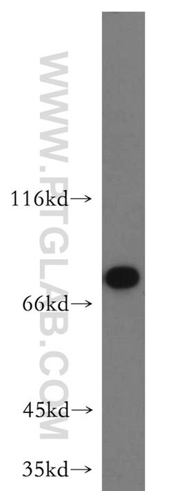 MYSM1 Rabbit anti-Human, Polyclonal, Proteintech 150 &mu;L; Unconjugated:Antibodies,