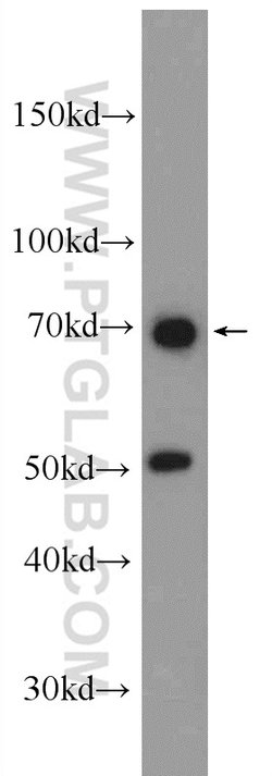 MYSM1 Rabbit anti-Human, Polyclonal, Proteintech 150 &mu;L; Unconjugated:Antibodies,