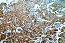 CPNE8 Rabbit anti-Human, Mouse, Rat, Polyclonal, Proteintech 150 &mu;L;
