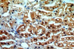 CPNE8 Rabbit anti-Human, Mouse, Rat, Polyclonal, Proteintech 150 &mu;L;