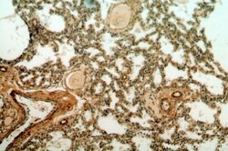 CPNE8 Rabbit anti-Human, Mouse, Rat, Polyclonal, Proteintech 150 &mu;L;