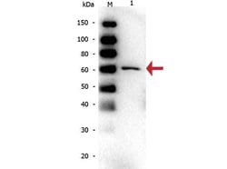 Bovine Serum AlbuminMouse anti-Bovine, Clone: 5F9, Rockland 500 &mu;g;