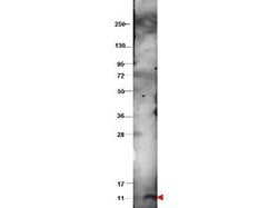 CXCL10 Polyclonal Antibody, Rockland 100 &mu;g; Unconjugated:Antibodies,