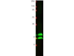 Interferon gamma Polyclonal Antibody, Rockland 25 &mu;L; Unconjugated:Antibodies,