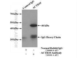ACTR10 Rabbit anti-Human, Mouse, Rat, Polyclonal, Proteintech 150 &mu;L;