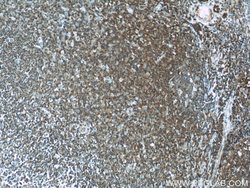 CD45 Rabbit anti-Human, Mouse, Rat, Polyclonal, Proteintech:Antibodies:Primary